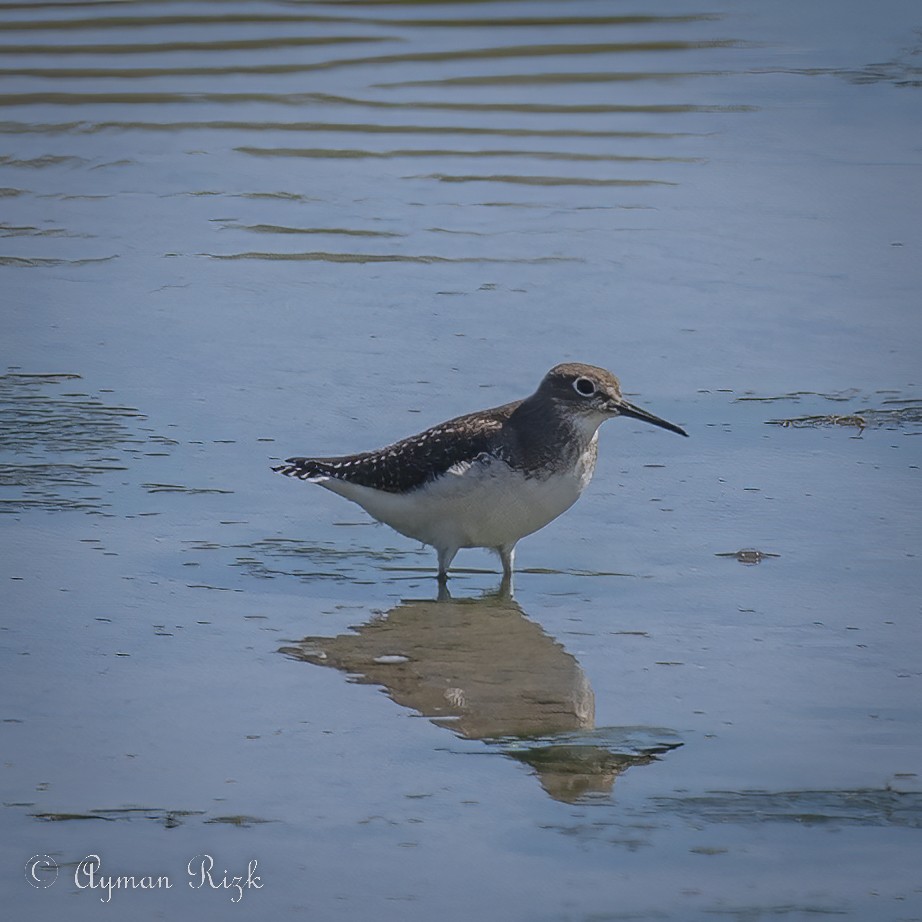 eBird Checklist - 15 Sep 2022 - Prince Edward Point NWA--Prince Edward ...