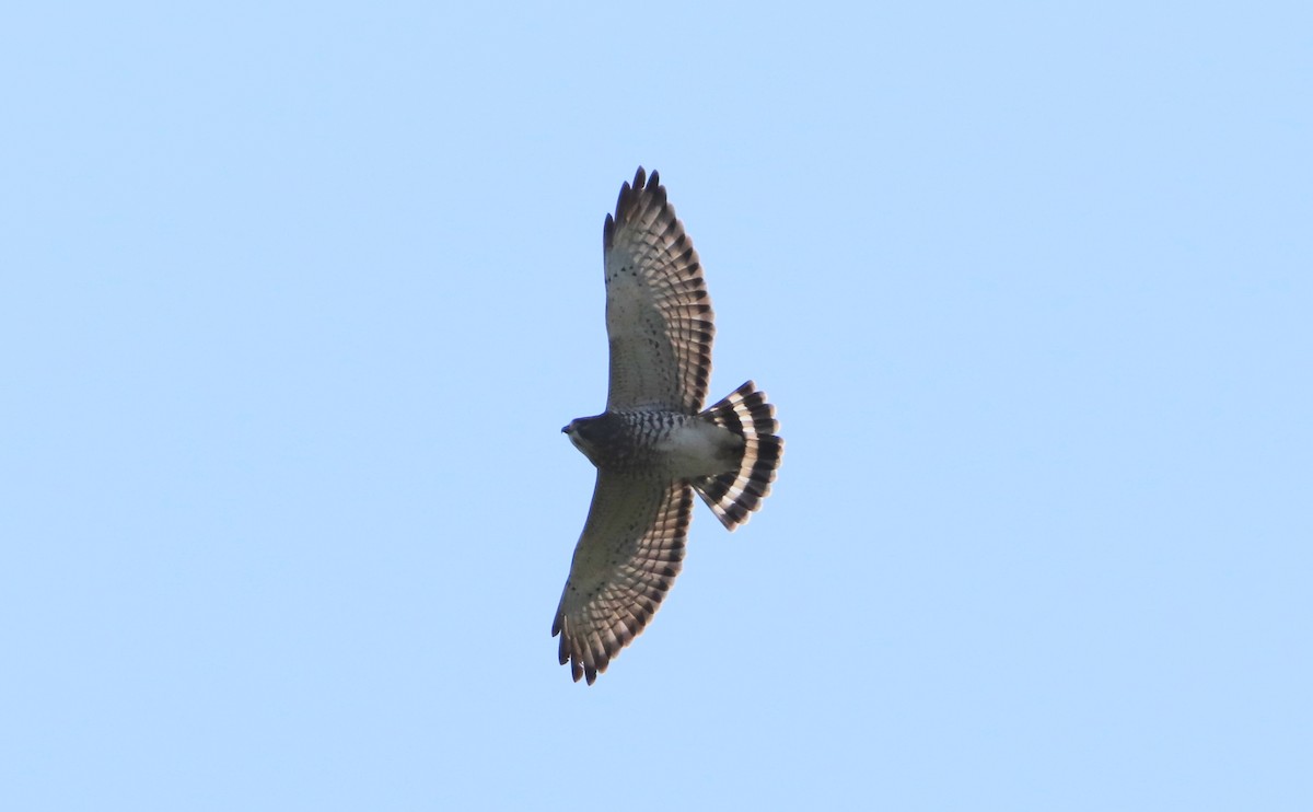 Broad-winged Hawk (Northern) - ML484520171