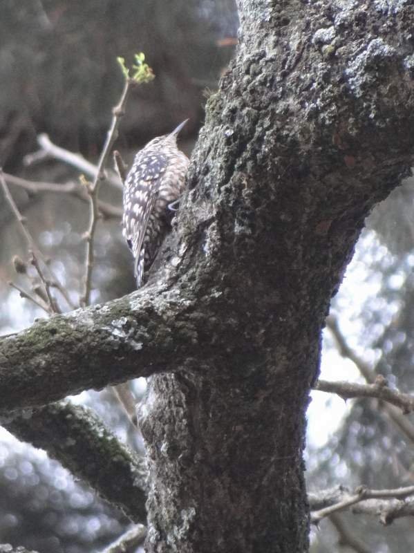 African Spotted Creeper - Catherine McFadden