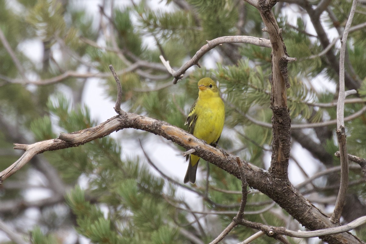 Western Tanager - ML484530991
