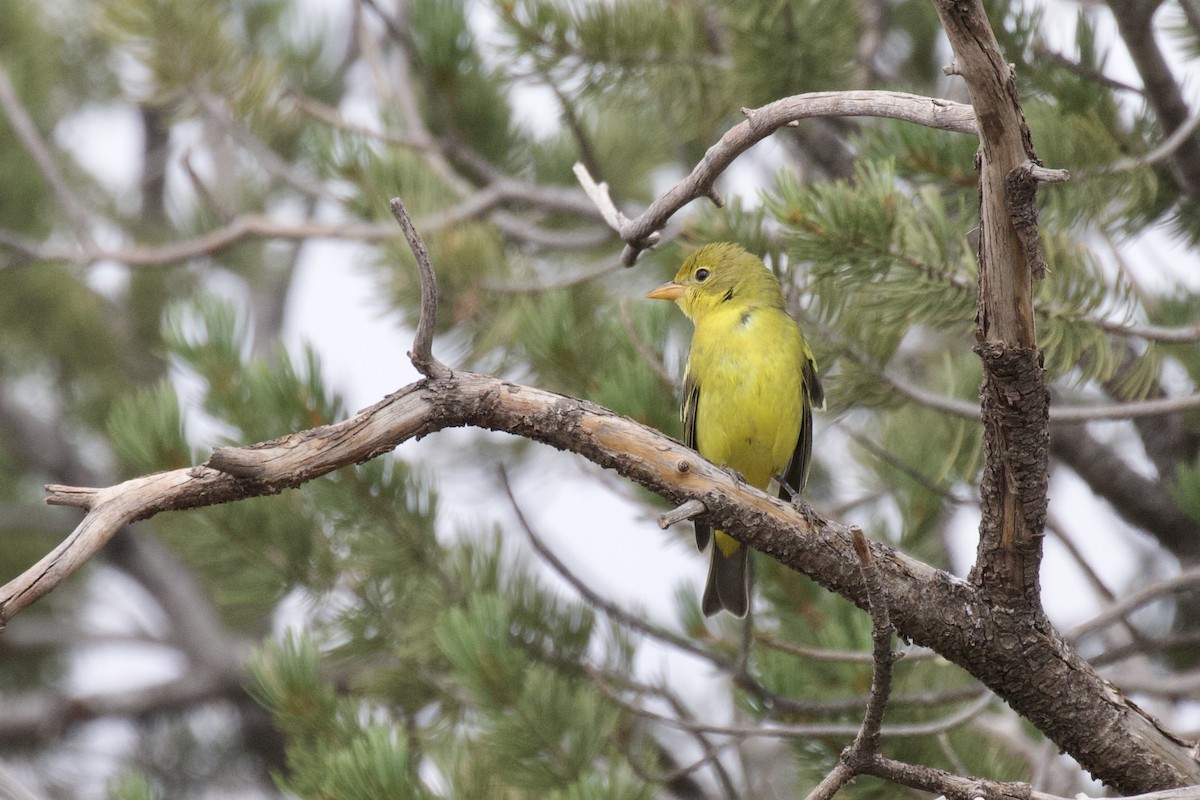 Western Tanager - ML484531001