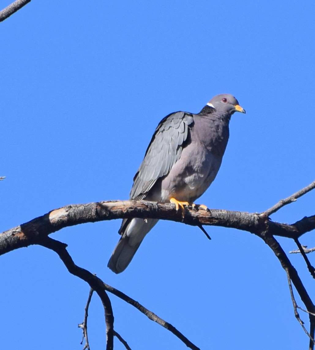 Band-tailed Pigeon - John Bruin
