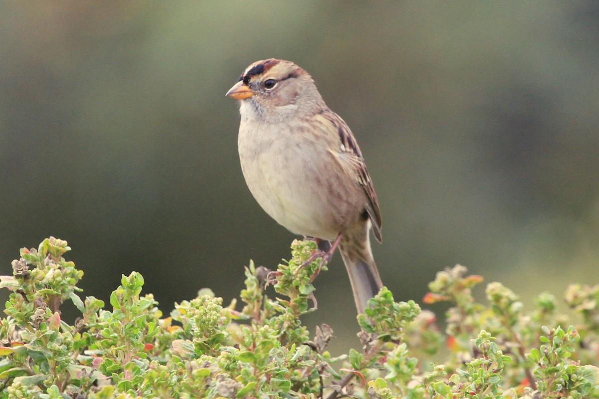 White-crowned Sparrow - ML484531771