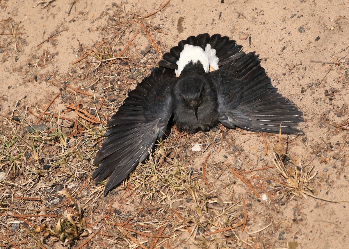 Swallow-winged Puffbird - Dean LaTray