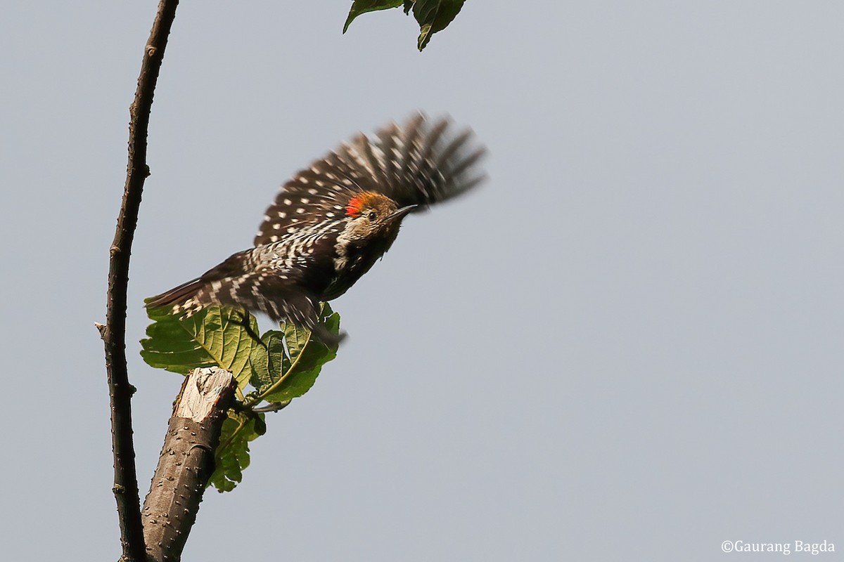 Brown-fronted Woodpecker - ML484547711