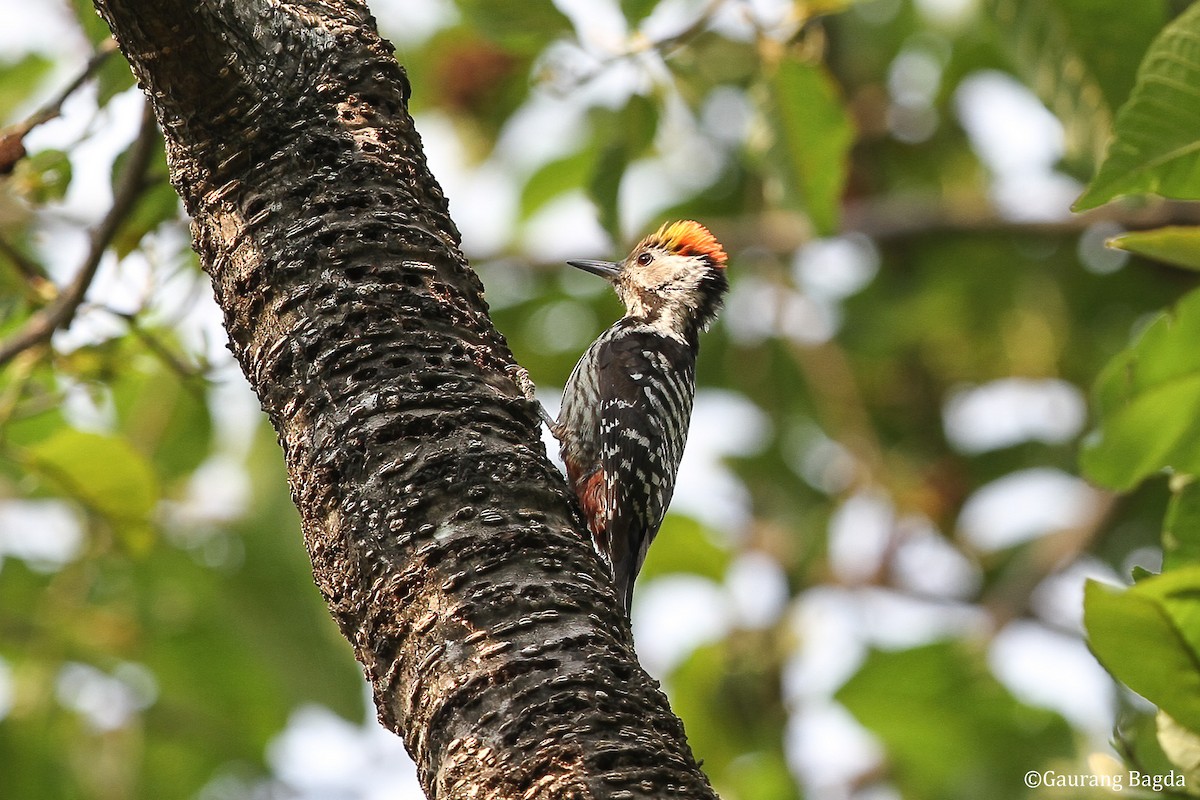 Brown-fronted Woodpecker - ML484547721