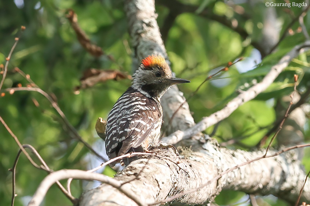 Brown-fronted Woodpecker - ML484547741