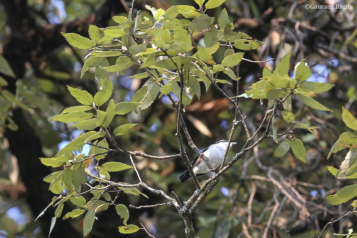 White-browed Shrike-Babbler (Himalayan) - Gaurang Bagda