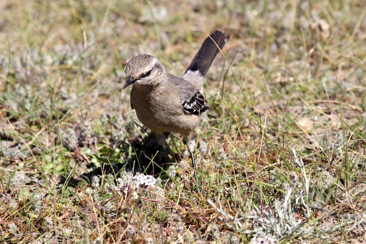 Patagonian Mockingbird - Hans-Jürgen Kühnel
