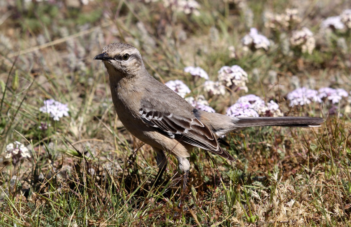 Patagonian Mockingbird - Hans-Jürgen Kühnel