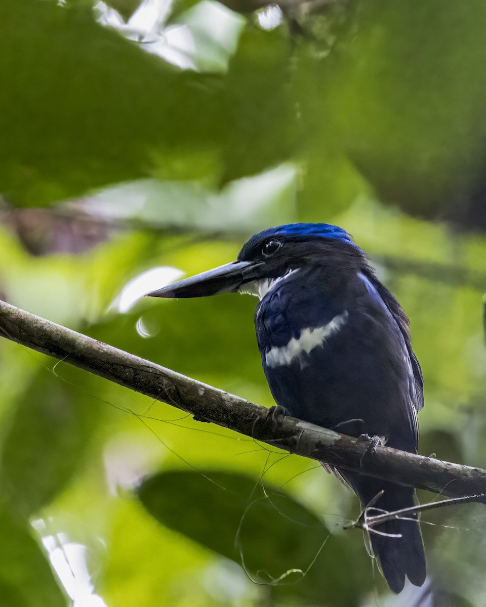 Blue-black Kingfisher - ML484555071