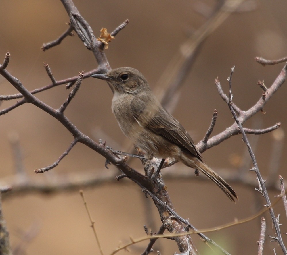 Brown-tailed Chat - ML484556801