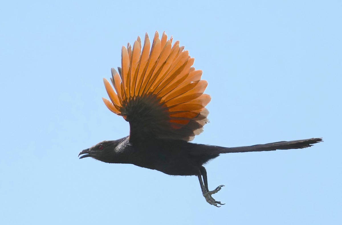 Greater Coucal - ML484561071