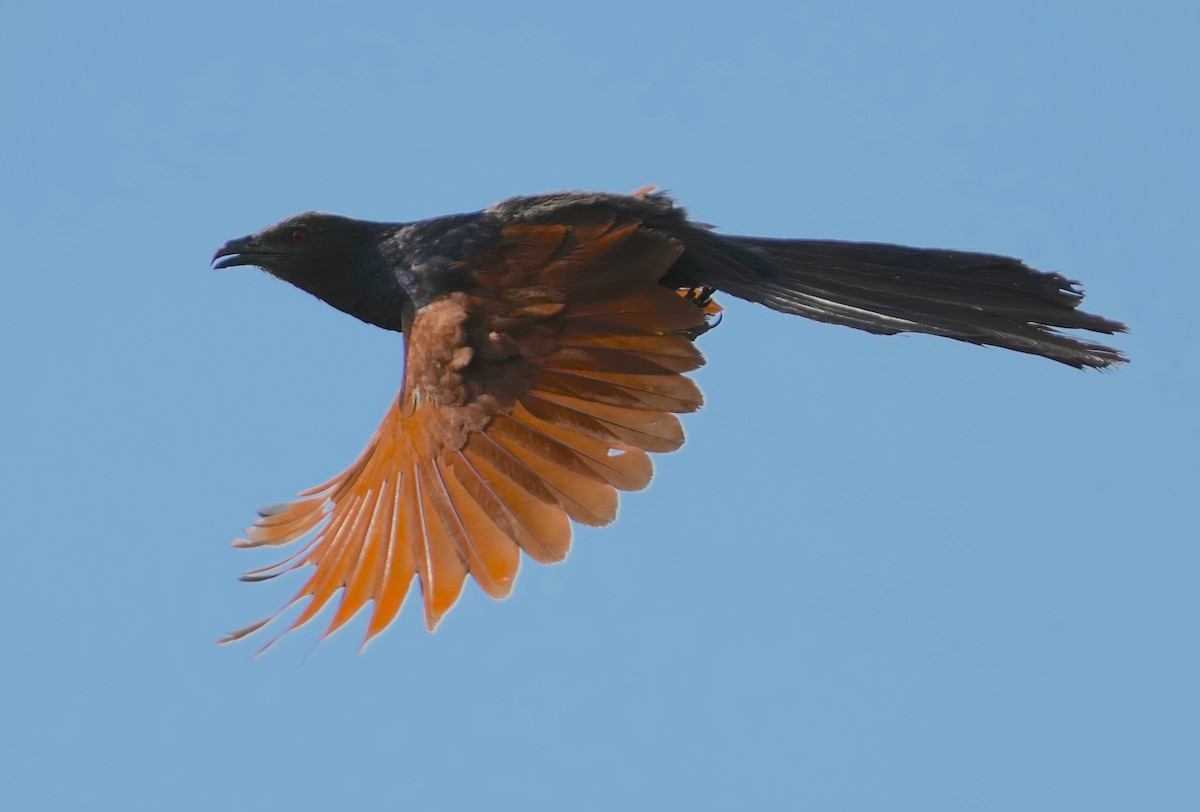 Greater Coucal - ML484561091