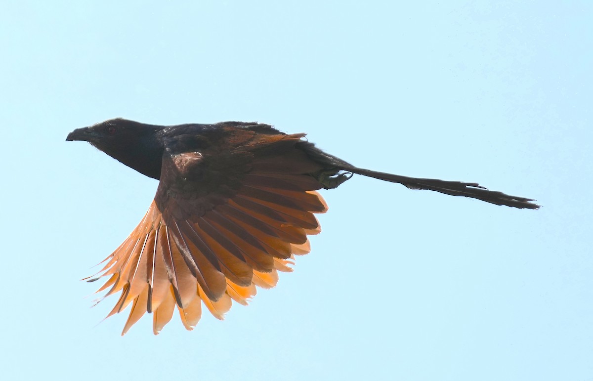 Greater Coucal - ML484561151