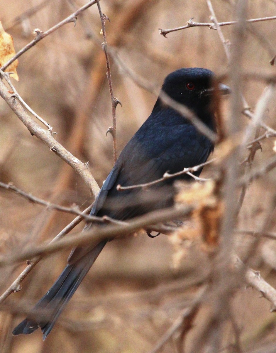 Fork-tailed Drongo (Glossy-backed) - ML484562541