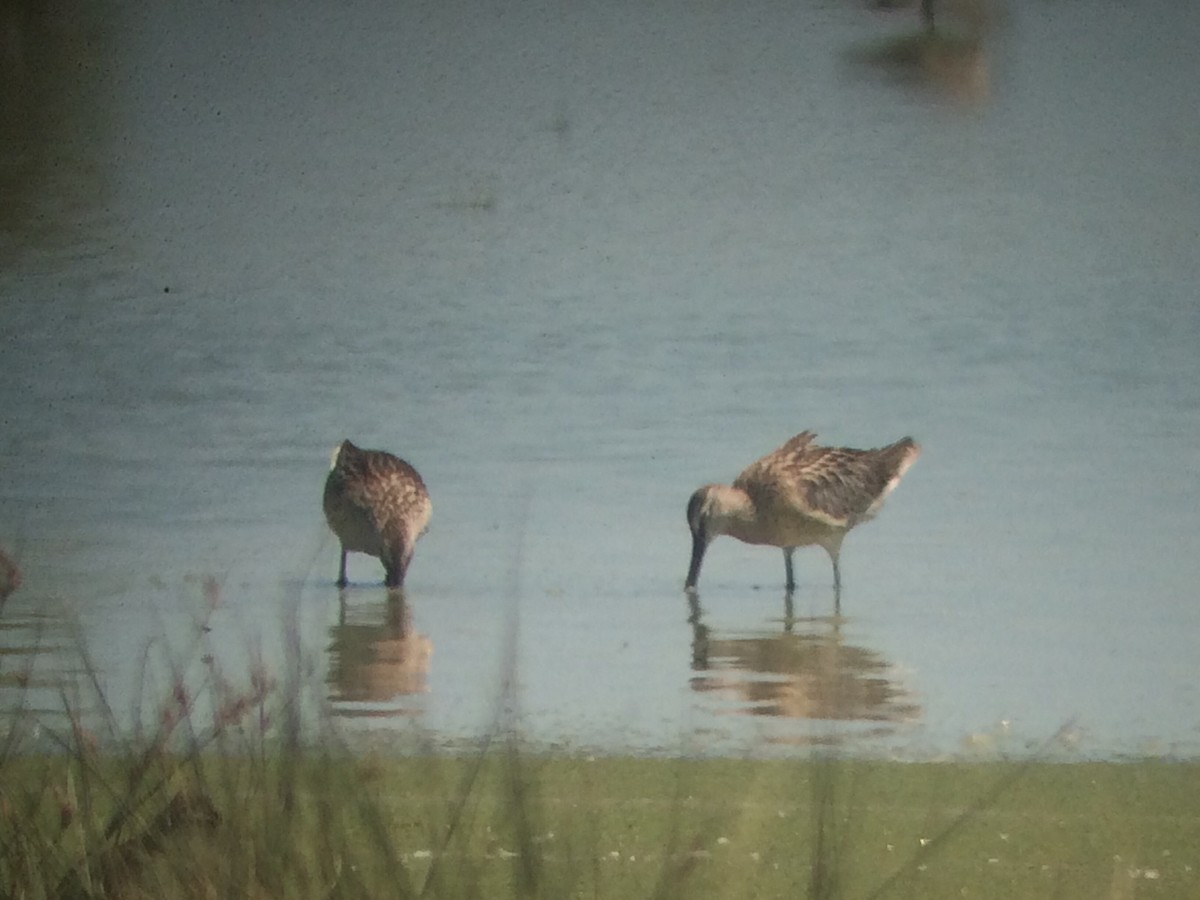 Asian Dowitcher - ML484565081
