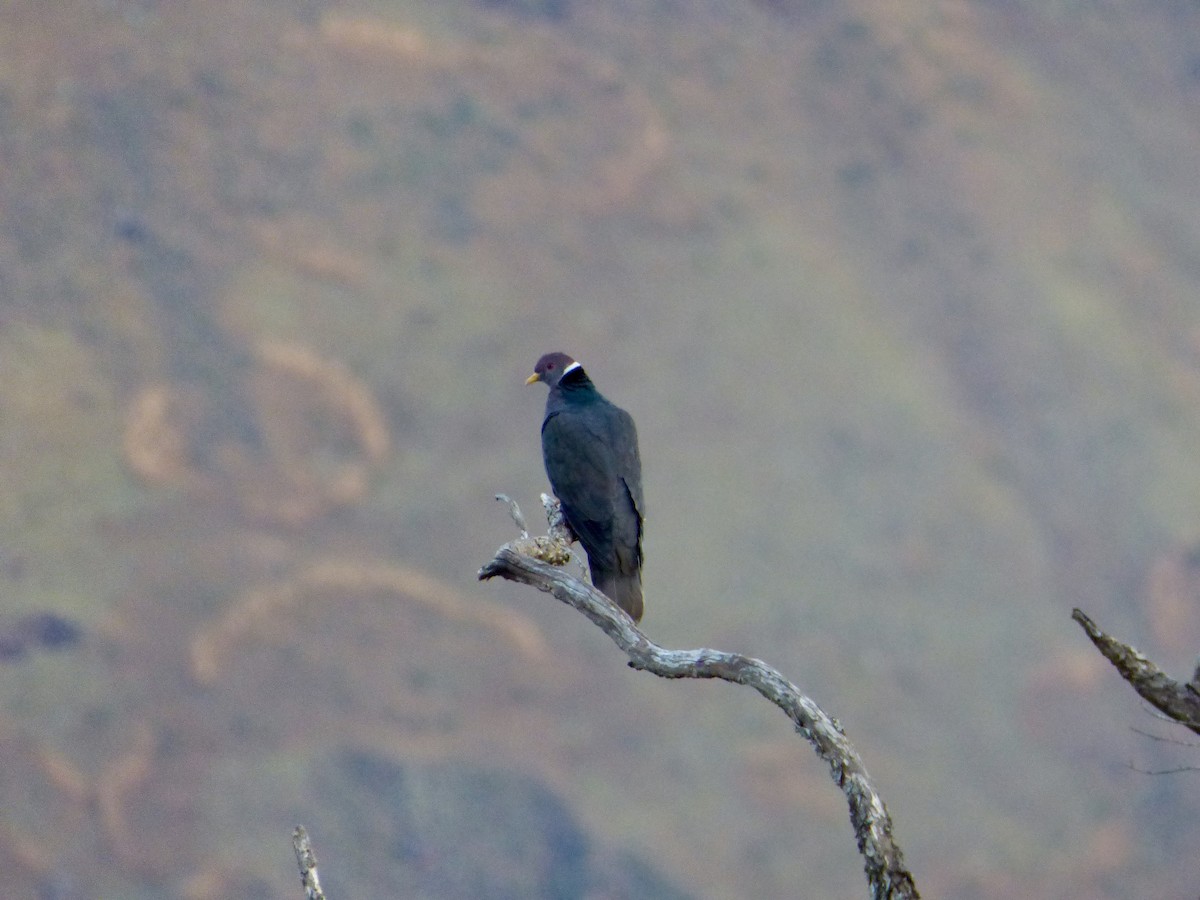 Pigeon à queue barrée (groupe albilinea) - ML48456791