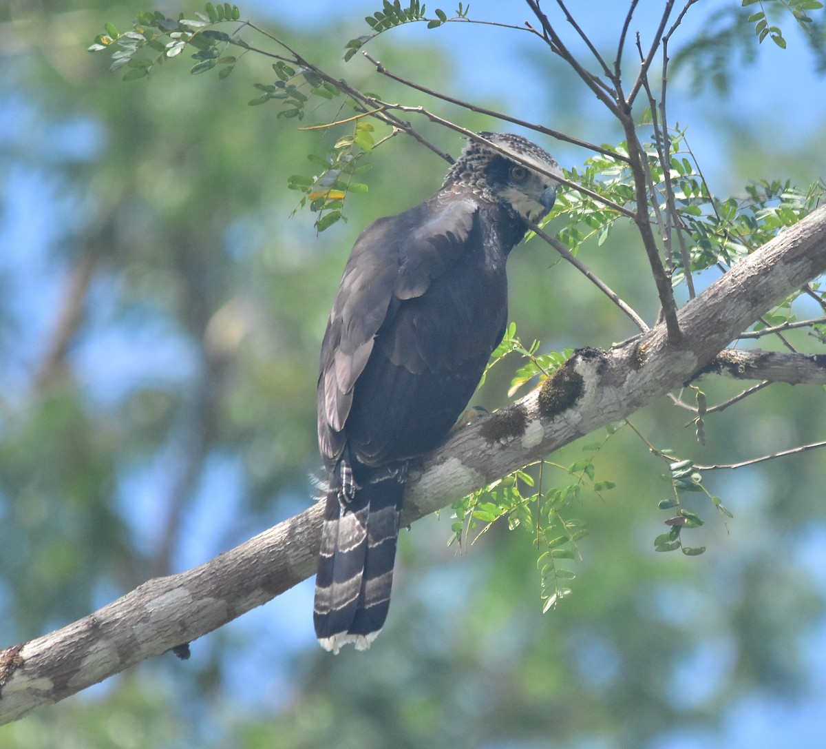 Black Hawk-Eagle - Armida Madngisa
