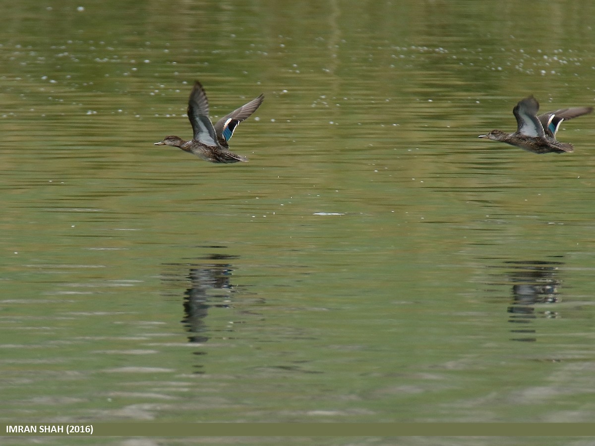 Green-winged Teal - ML48457311