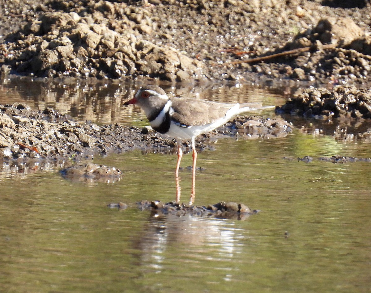 Three-banded Plover - ML484573821