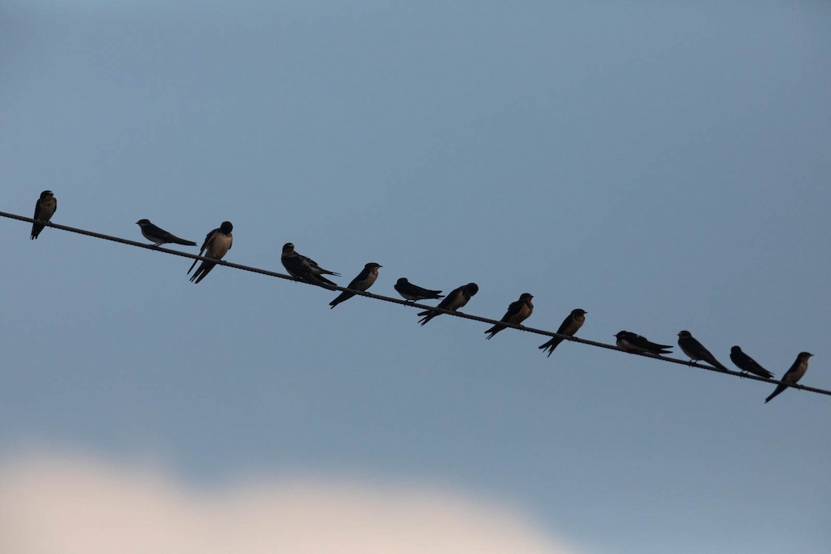 Barn Swallow - Tedd Greenwald