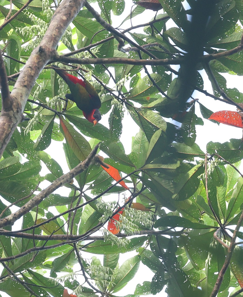 Black-capped Lory - Subhojit Chakladar