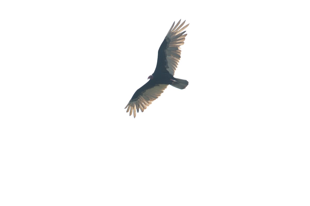Turkey Vulture - ML48458101