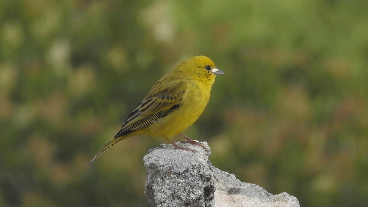 Stripe-tailed Yellow-Finch - ML484581711