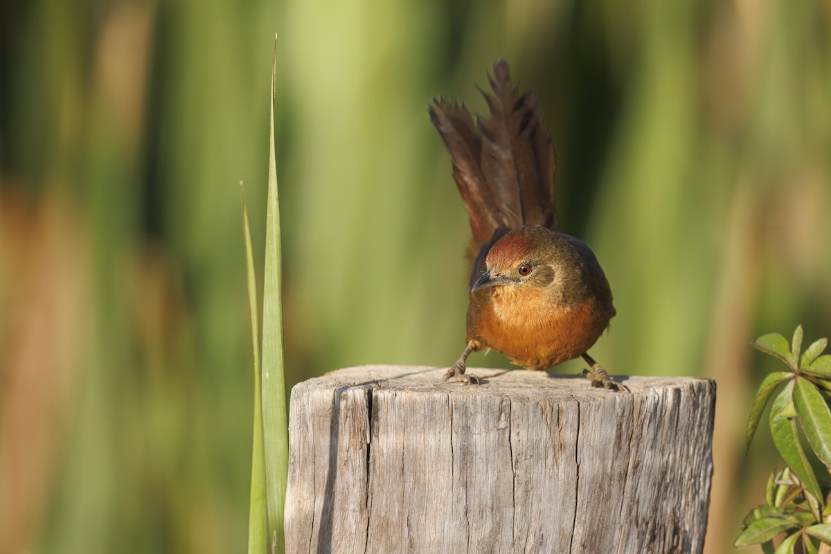 Orange-breasted Thornbird - Marco Valentini