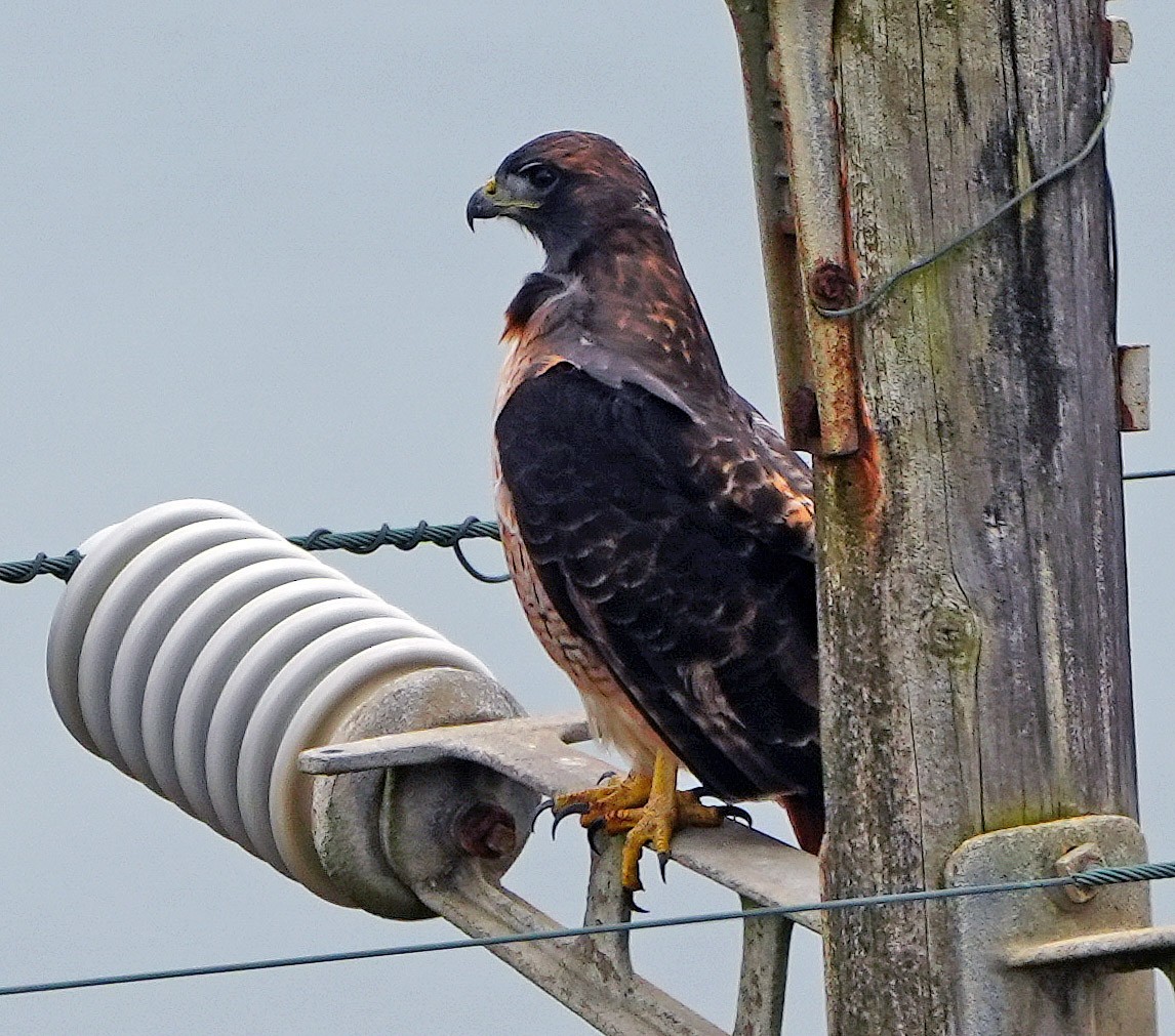 Red-tailed Hawk - ML484587241