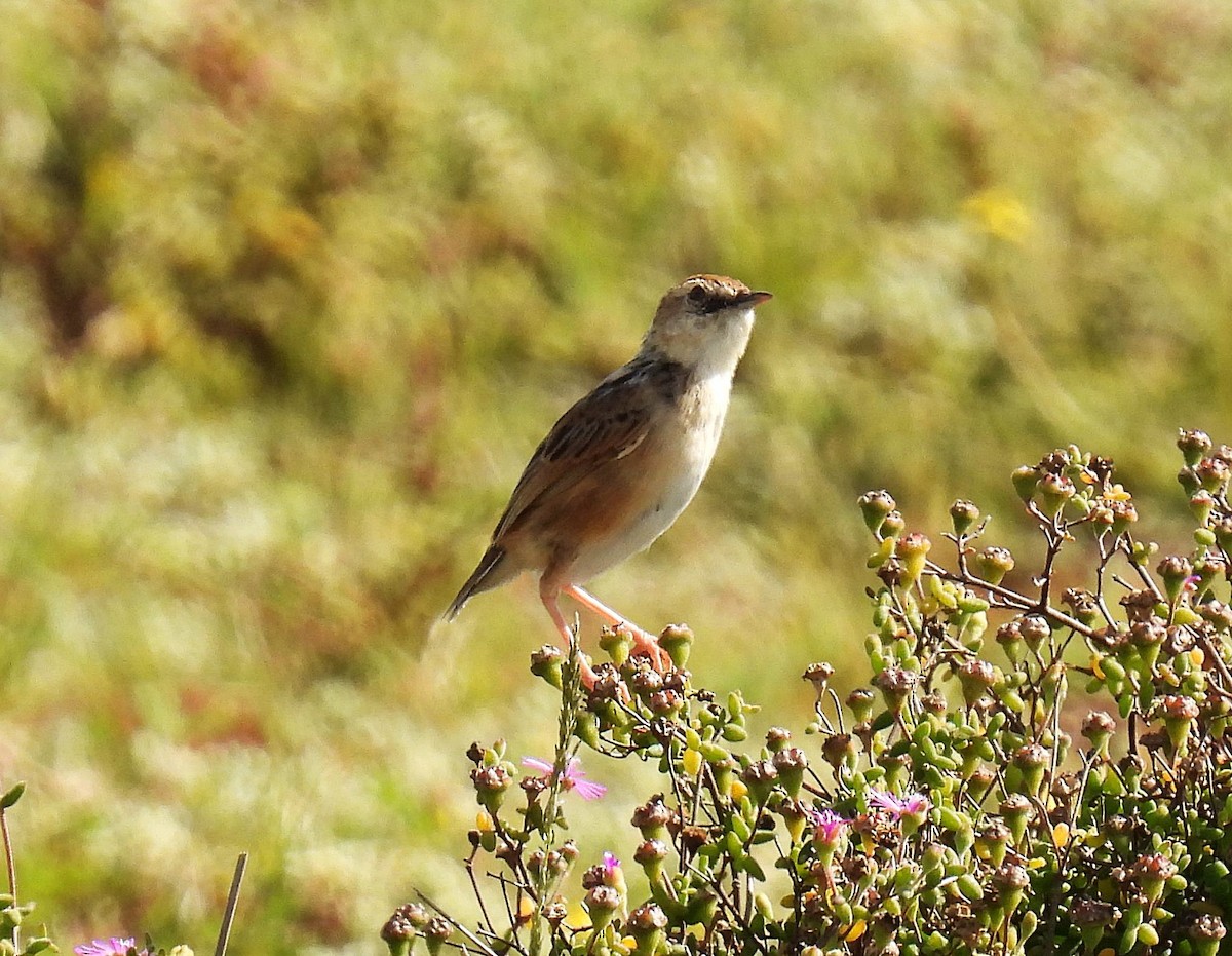 Wing-snapping Cisticola - ML484591931