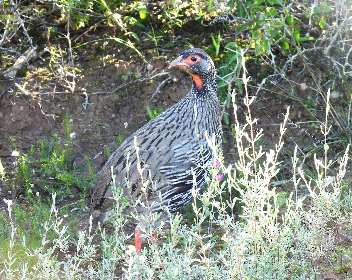 Red-necked Spurfowl - ML484600621