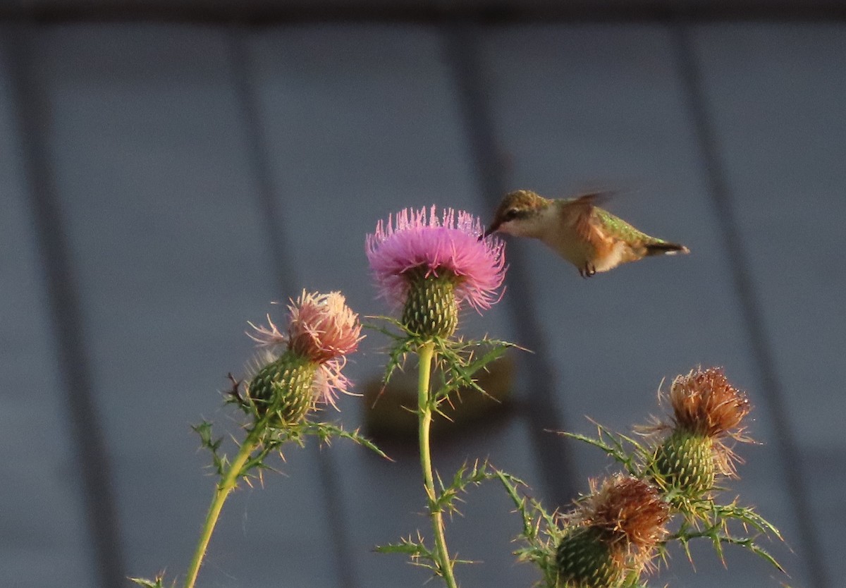 Ruby-throated Hummingbird - stephen johnson  🦜