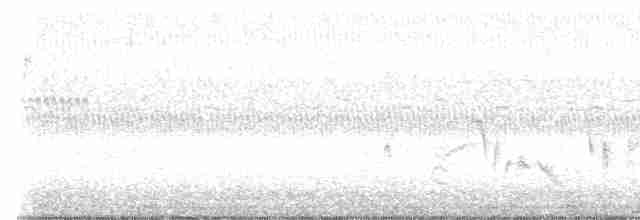 Vireo Ojiblanco - ML484603801