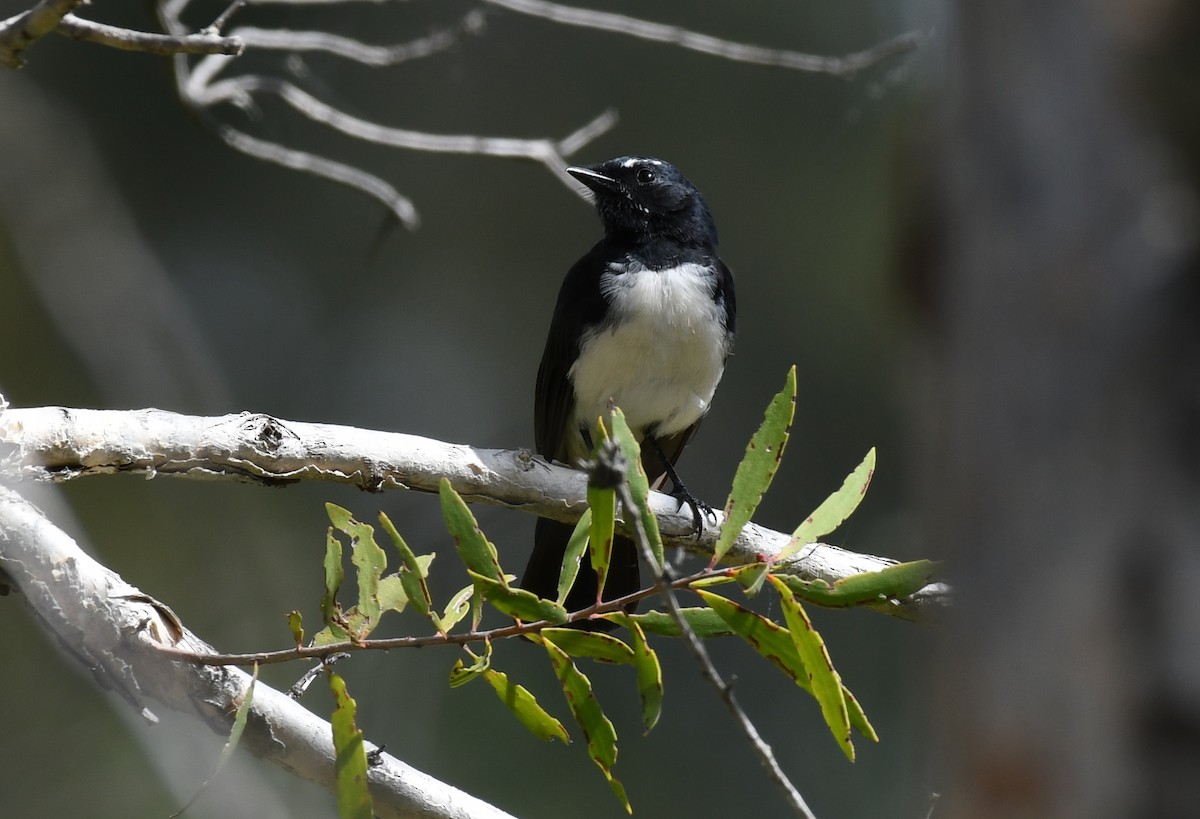 Willie-wagtail - ML48460541