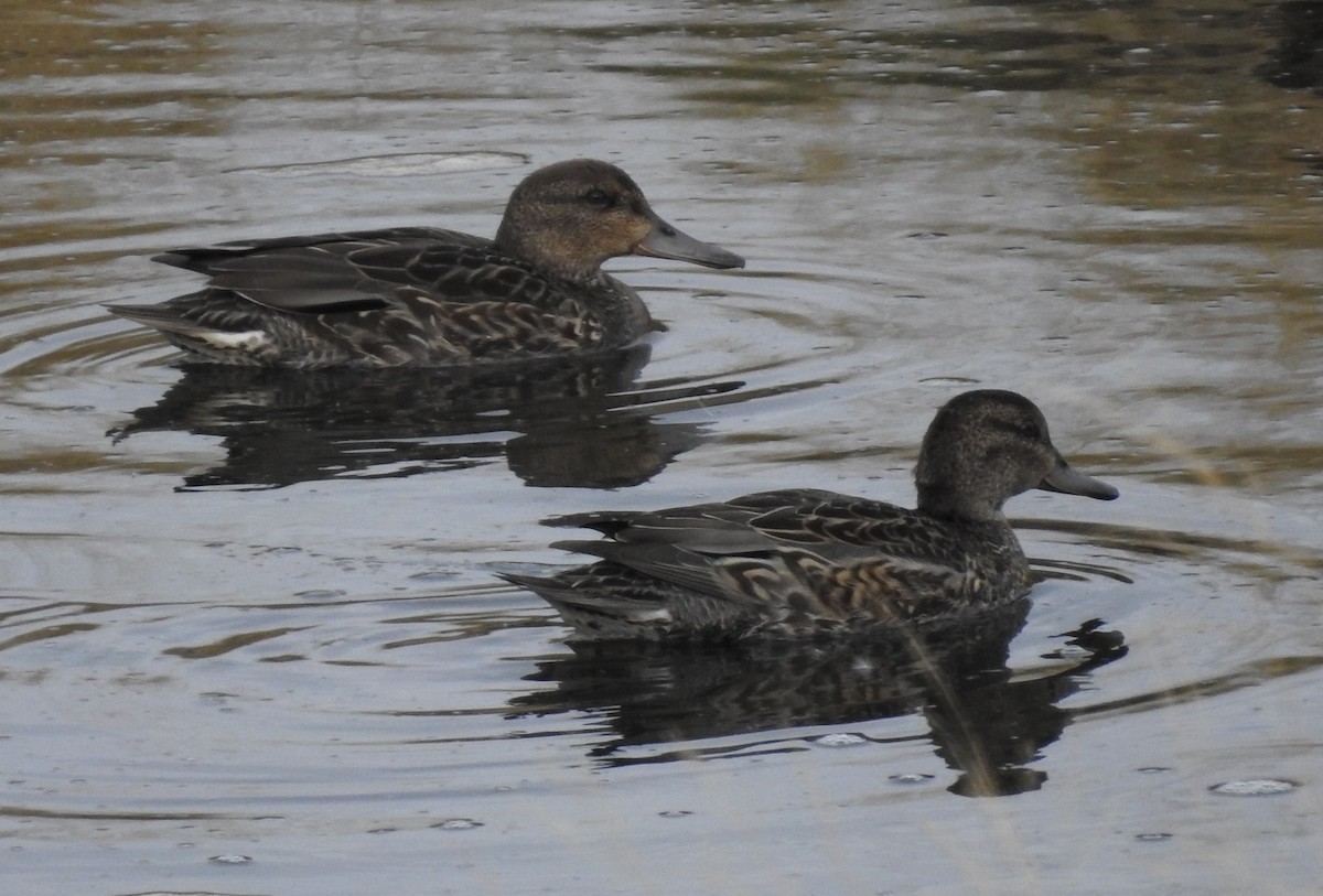 Green-winged Teal - Brent Murphy