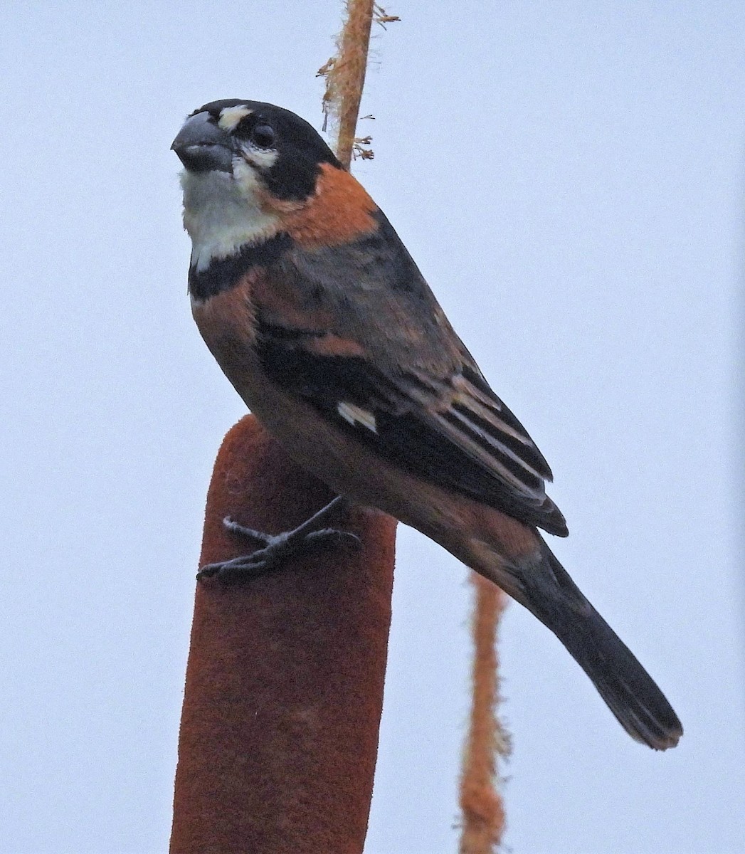 Rusty-collared Seedeater - ML484609581