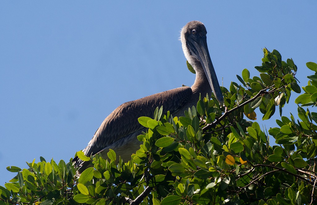 Brown Pelican - Forest Botial-Jarvis