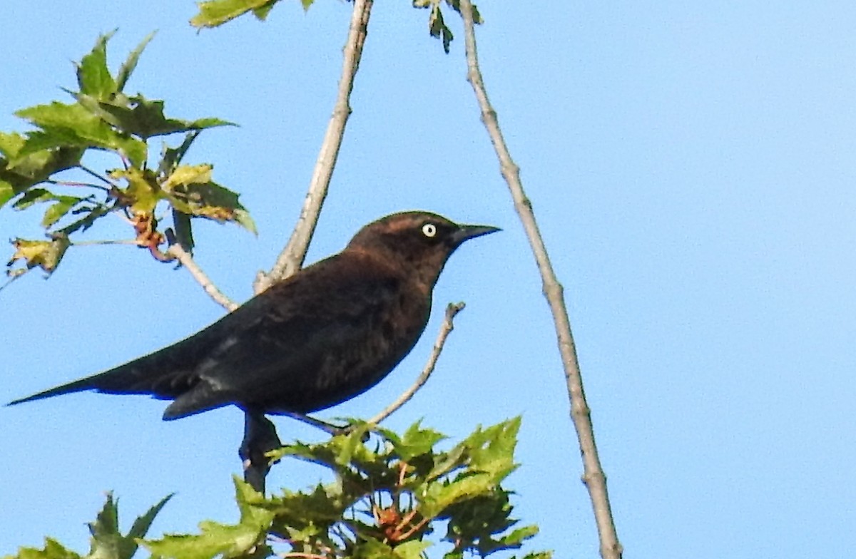 Rusty Blackbird - ML484619301