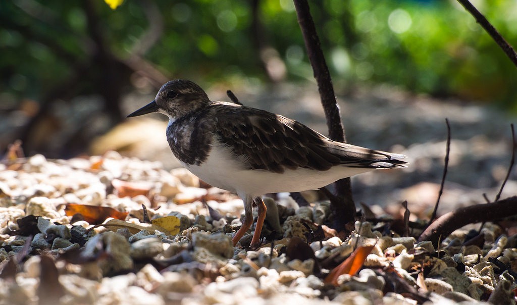 Ruddy Turnstone - Forest Botial-Jarvis