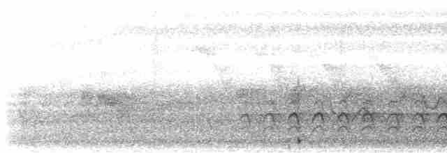 Sittelle à poitrine blanche (groupe lagunae) - ML484630021