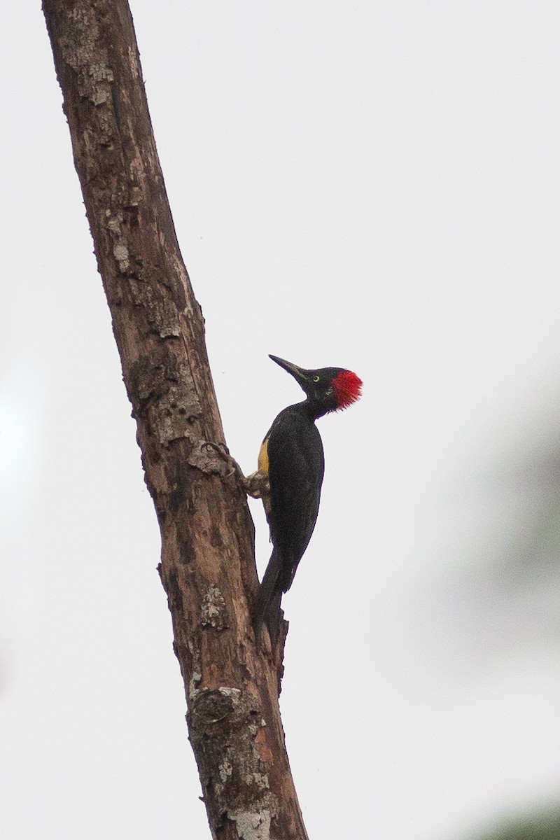 White-bellied Woodpecker - ML484635691