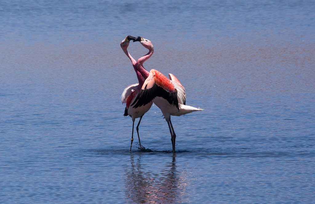 Andean Flamingo - Forest Botial-Jarvis