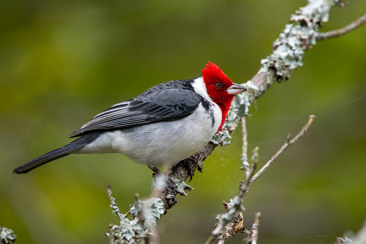 Red-crested Cardinal - ML484643561