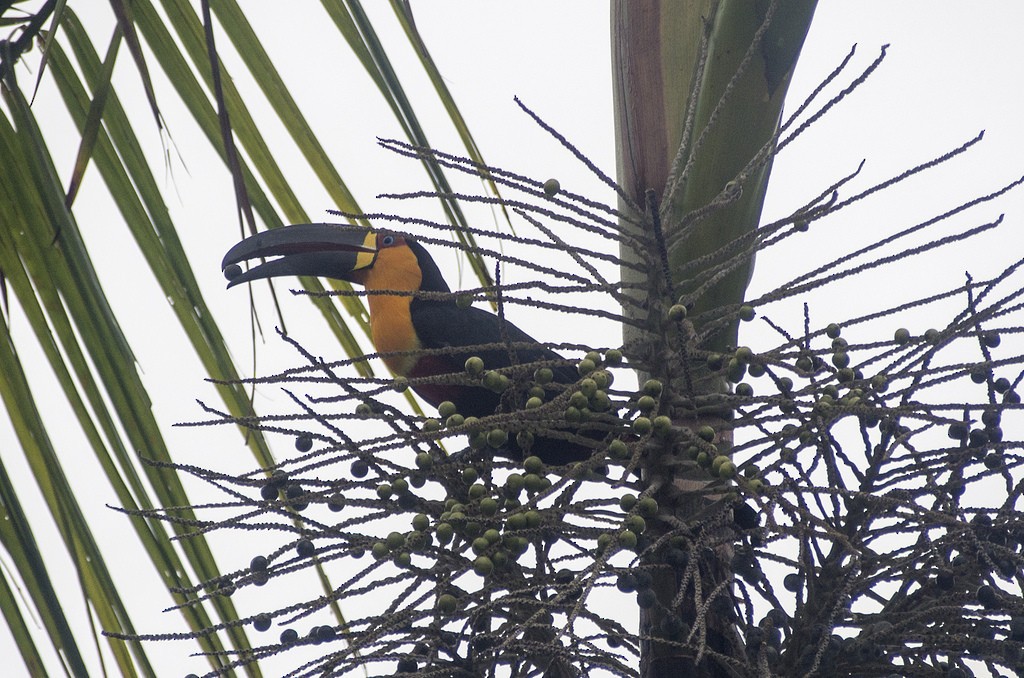 Channel-billed Toucan (Ariel) - Forest Botial-Jarvis