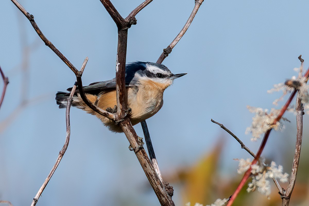 Red-breasted Nuthatch - Andy Wilson