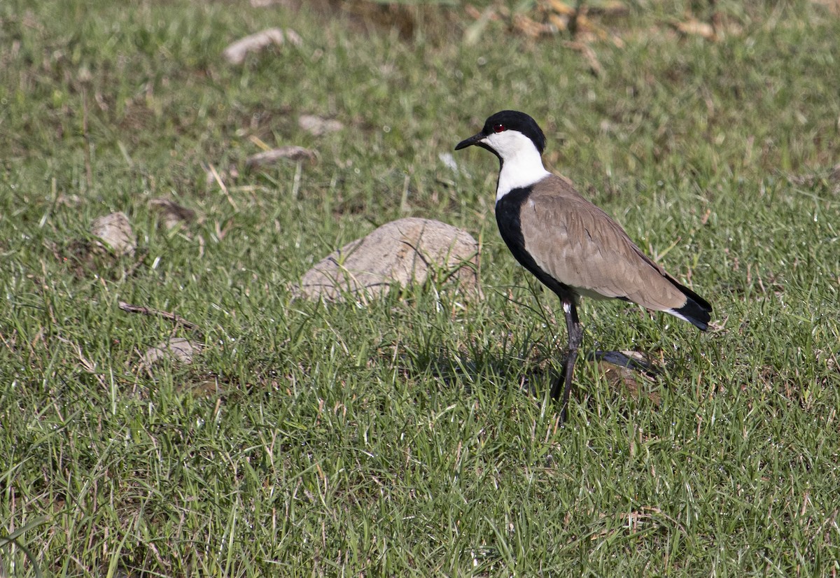 Spur-winged Lapwing - ML484658441