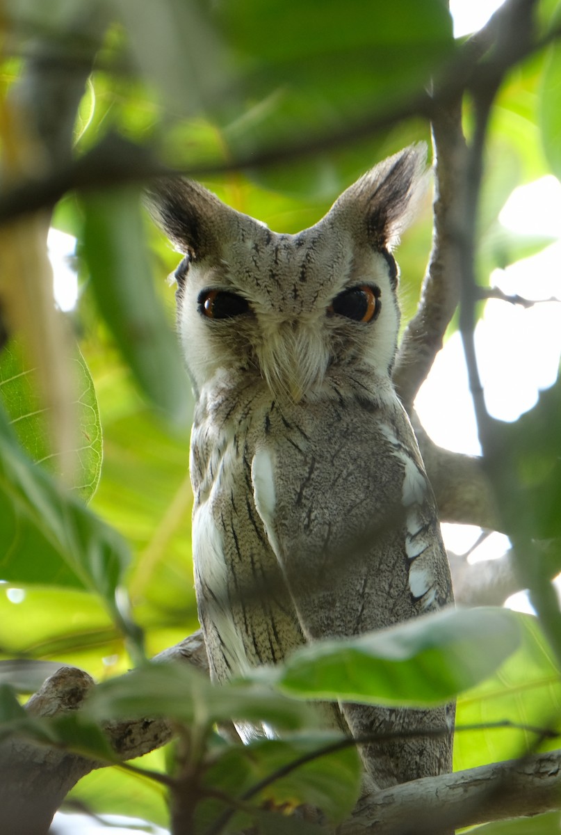 Northern White-faced Owl - ML484660951