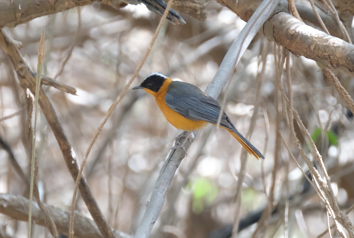 Snowy-crowned Robin-Chat - ML484661661